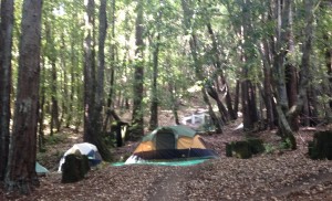 My home away from home in the Redwoods.