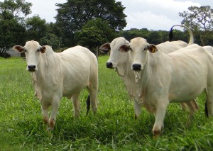 CowsWhite