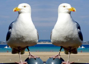 GULL TALK