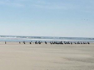 BirdsOnSandbar