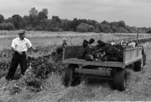 OldFarmerWife