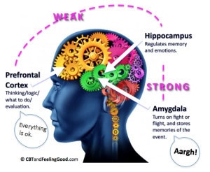 brain