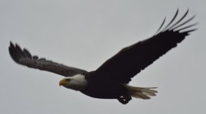 eagle