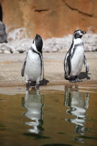 penguins