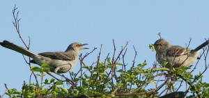 arguingbirds