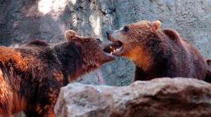 bearcouple-2