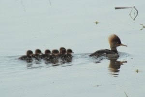 duckfam