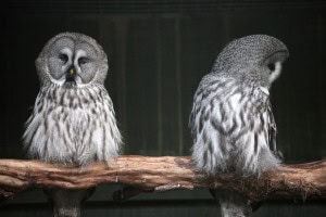 owl_turning_away