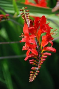 Red flowers