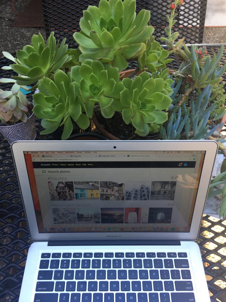 laptop plants
